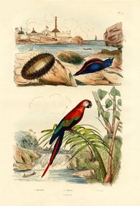 Sømus, 1833-39 af French School